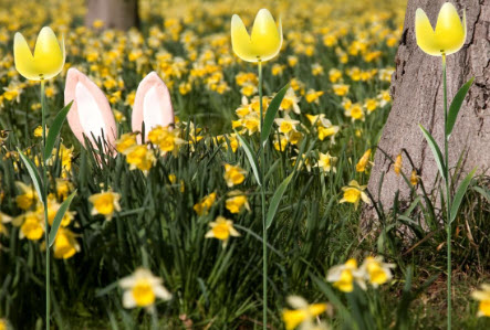 Add beautiful tulips to your garden